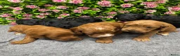 Cockapoo dogs for sale: Beautiful Loving Cockerpoo’s in London - Advert 2