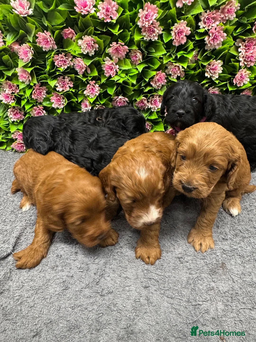Cockapoo dogs for sale: Beautiful Loving Cockerpoo’s in London - Advert 2