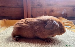 Guinea Pig rodents for sale: Beautiful self PE golden guinea pigs  - Image 10