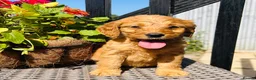 Mini Goldendoodle dogs for sale: 🧡❤️ GORGEOUS MINI GOLDENDOODLE PUPPIES ❤️🧡 - Advert 10