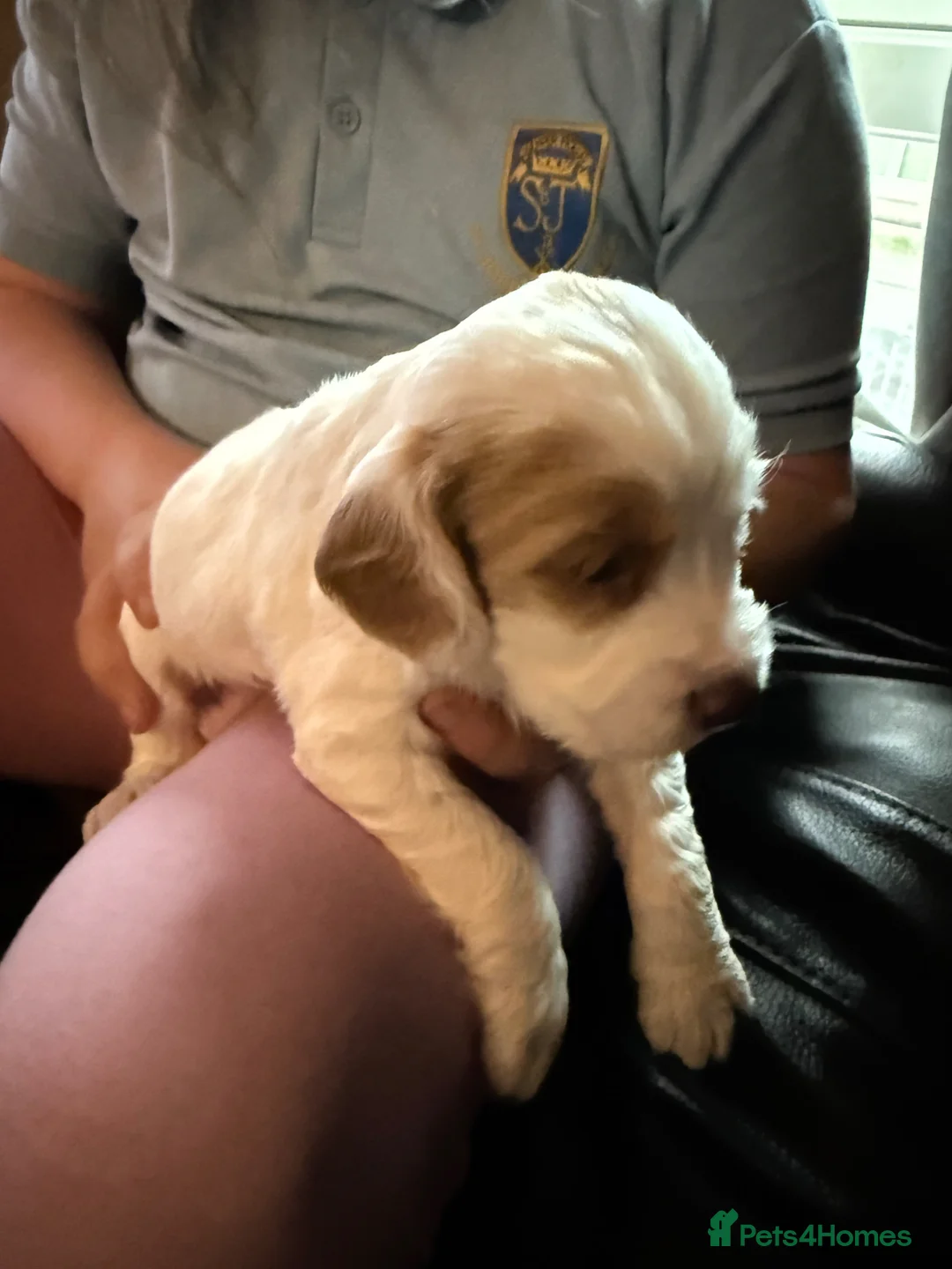 Sprocker dogs for sale: Sproker puppies - Advert 2