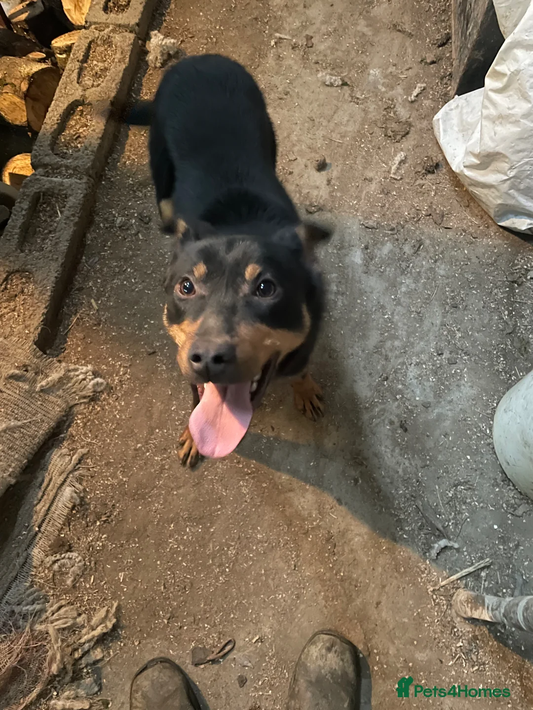 Australian Kelpie dogs for sale: KELPIE DOG in Llandrindod Wells - Advert 3