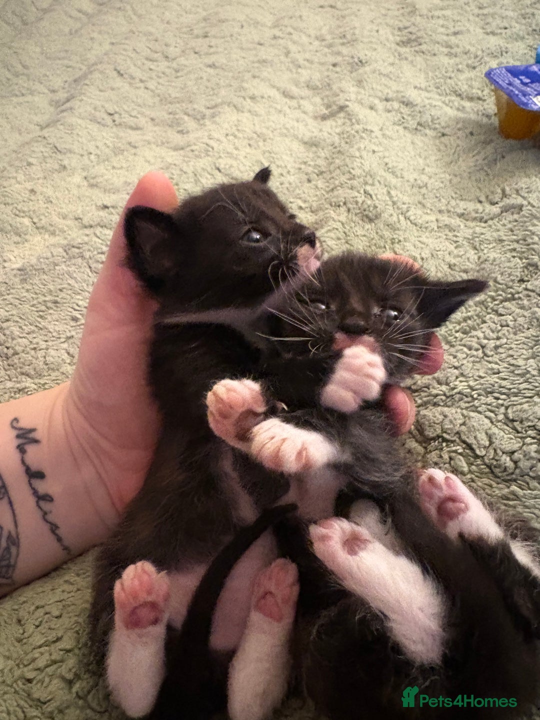 Mixed Breed cats for sale: Beautiful kittens looking for loving homes  - Advert 2