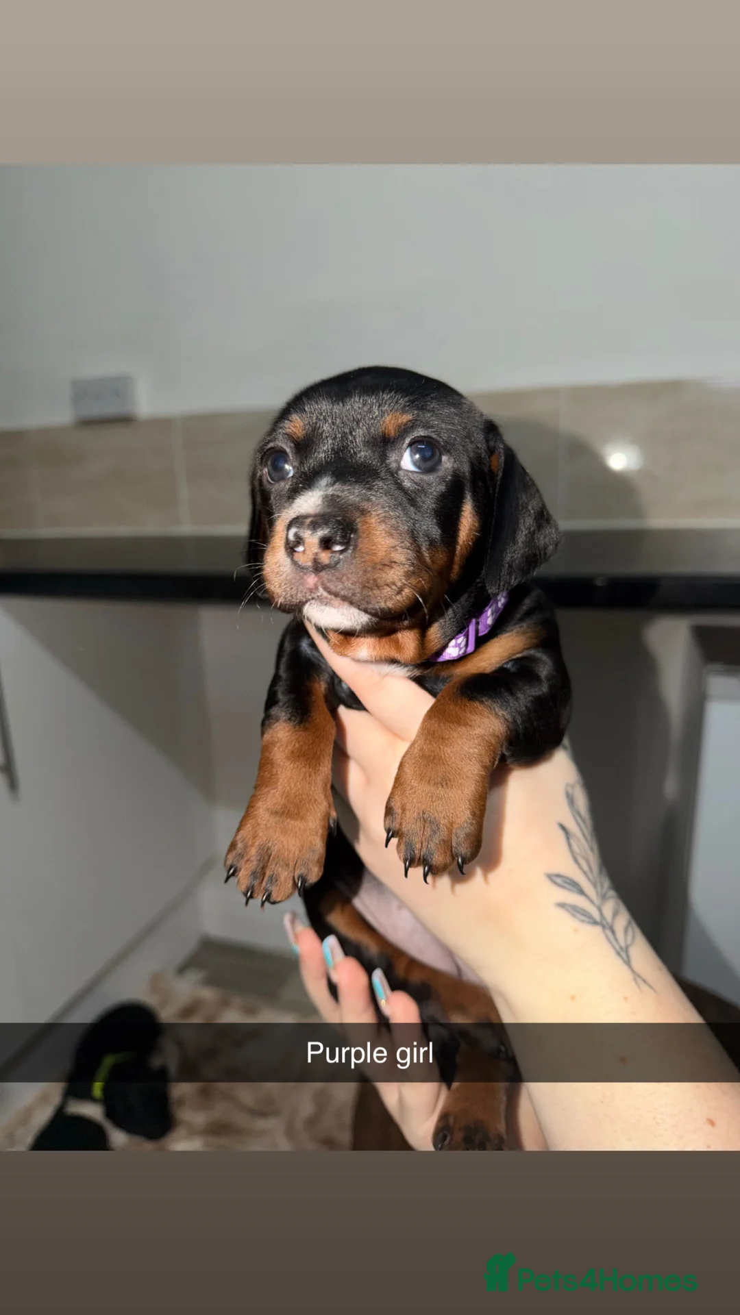 Mixed Breed dogs for sale: Staffy/miniature dachshund pups  - Advert 4