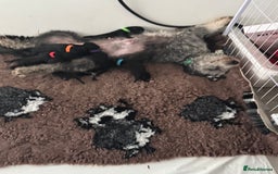 Mixed Breed dogs for sale: Baby girl available  - Advert 5