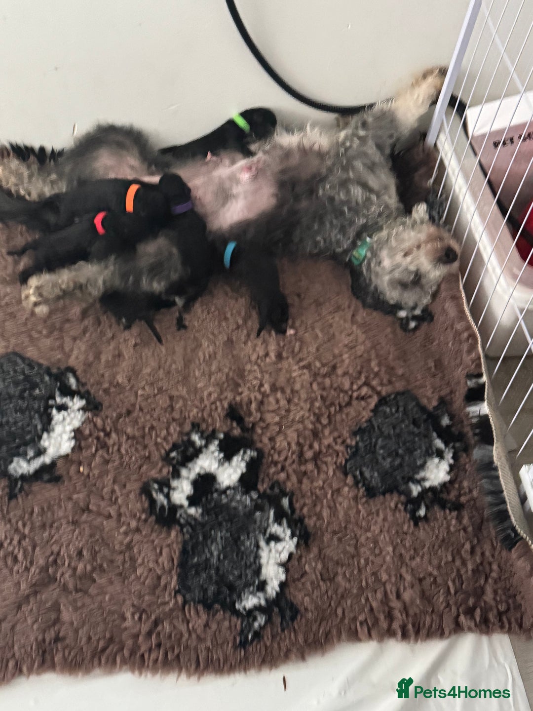 Mixed Breed dogs for sale: Baby girl available  - Advert 5