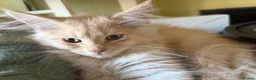 Maine Coon cats for sale: Gorgeous ChampionRussian line XL Mainecoon kittens - Advert 15