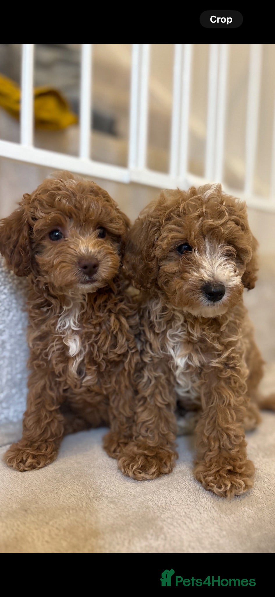 Cavapoo dogs Beautiful litter,extensively health tested parents - Advert 2