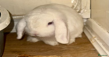 Mini Lop rabbits - Advert 9