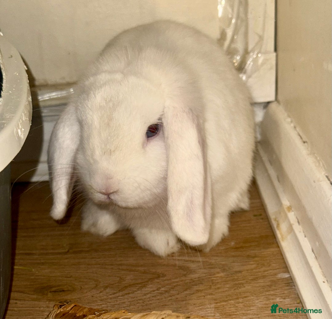 Mini Lop rabbits for sale: Beautiful Male Rabbit  - Image 3