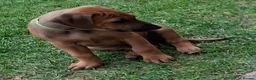 Rhodesian Ridgeback dogs for sale: KC reg,Excellent Ridges,Health checked/Elb/Hip/JME - Advert 29