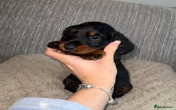 Miniature Dachshund dogs for sale: Mini dachshunds  - Image 7