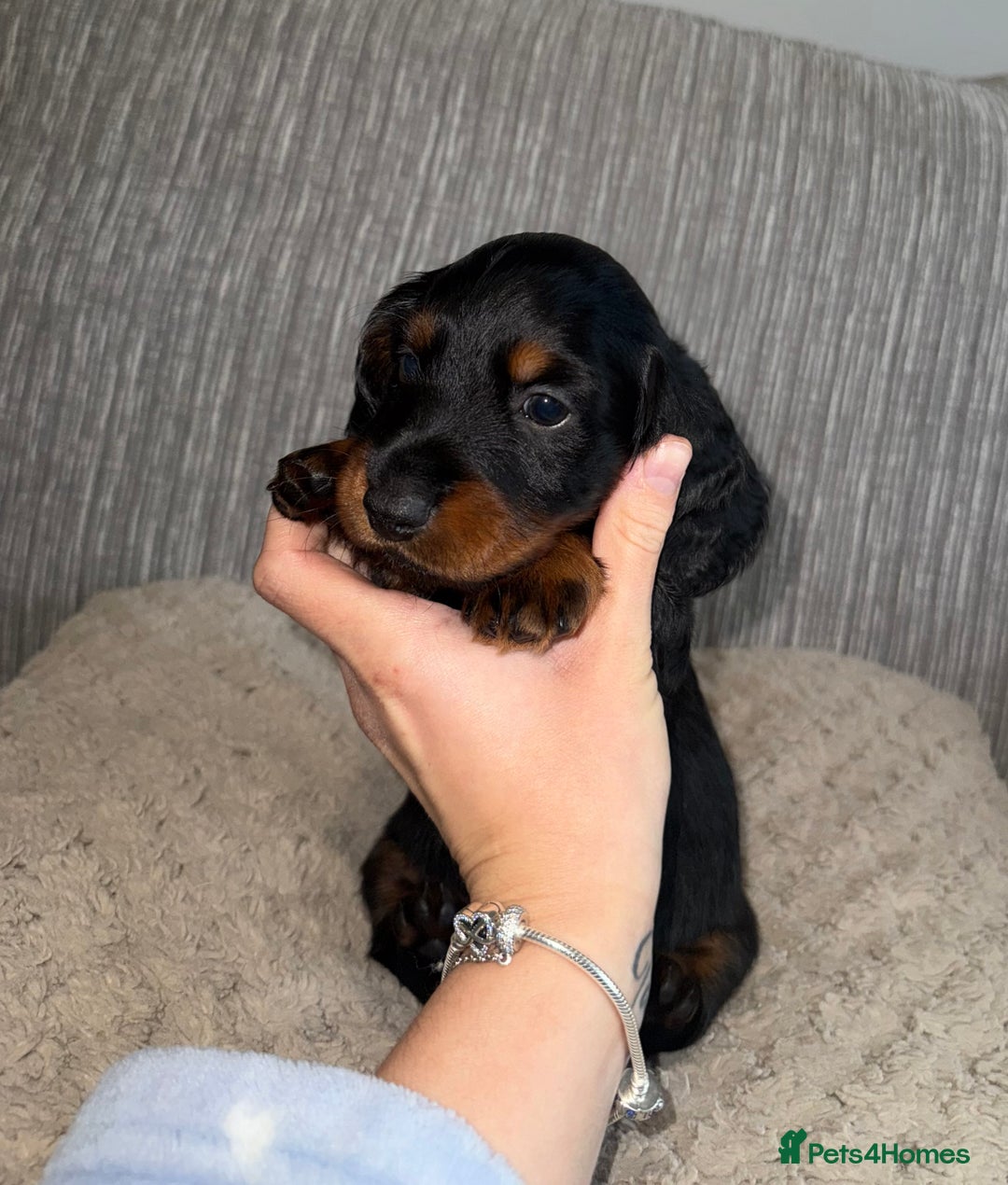 Miniature Dachshund dogs for sale: Mini dachshunds  - Image 7