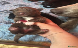 Borador dogs for sale: Gorgeous lab x collie pups. Silver, choc & black - Image 8