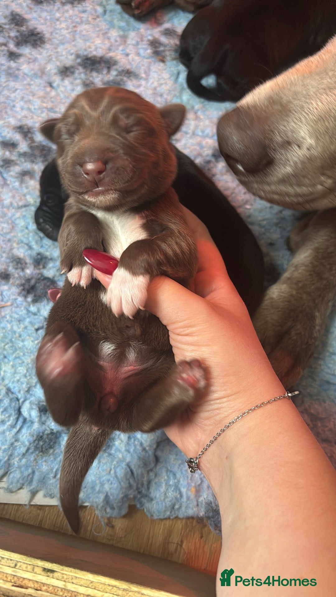 Borador dogs for sale: Gorgeous lab x collie pups. Silver, choc & black - Image 8