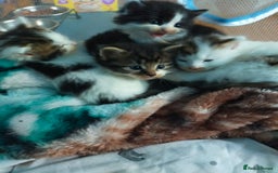 Mixed Breed cats for sale: Four lovely fluffy kittens  - Image 8