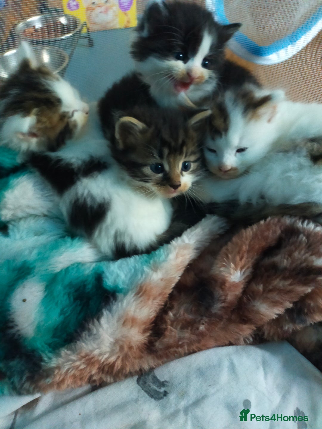 Mixed Breed cats for sale: Four lovely fluffy kittens  - Image 8