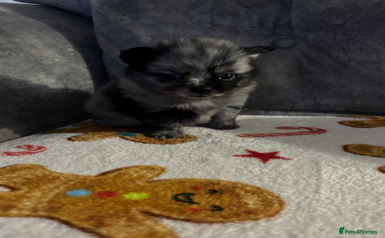 Pomchi dogs 3/4 Pomeranian  - Advert 9