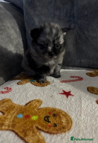 Pomchi dogs 3/4 Pomeranian - Advert 9