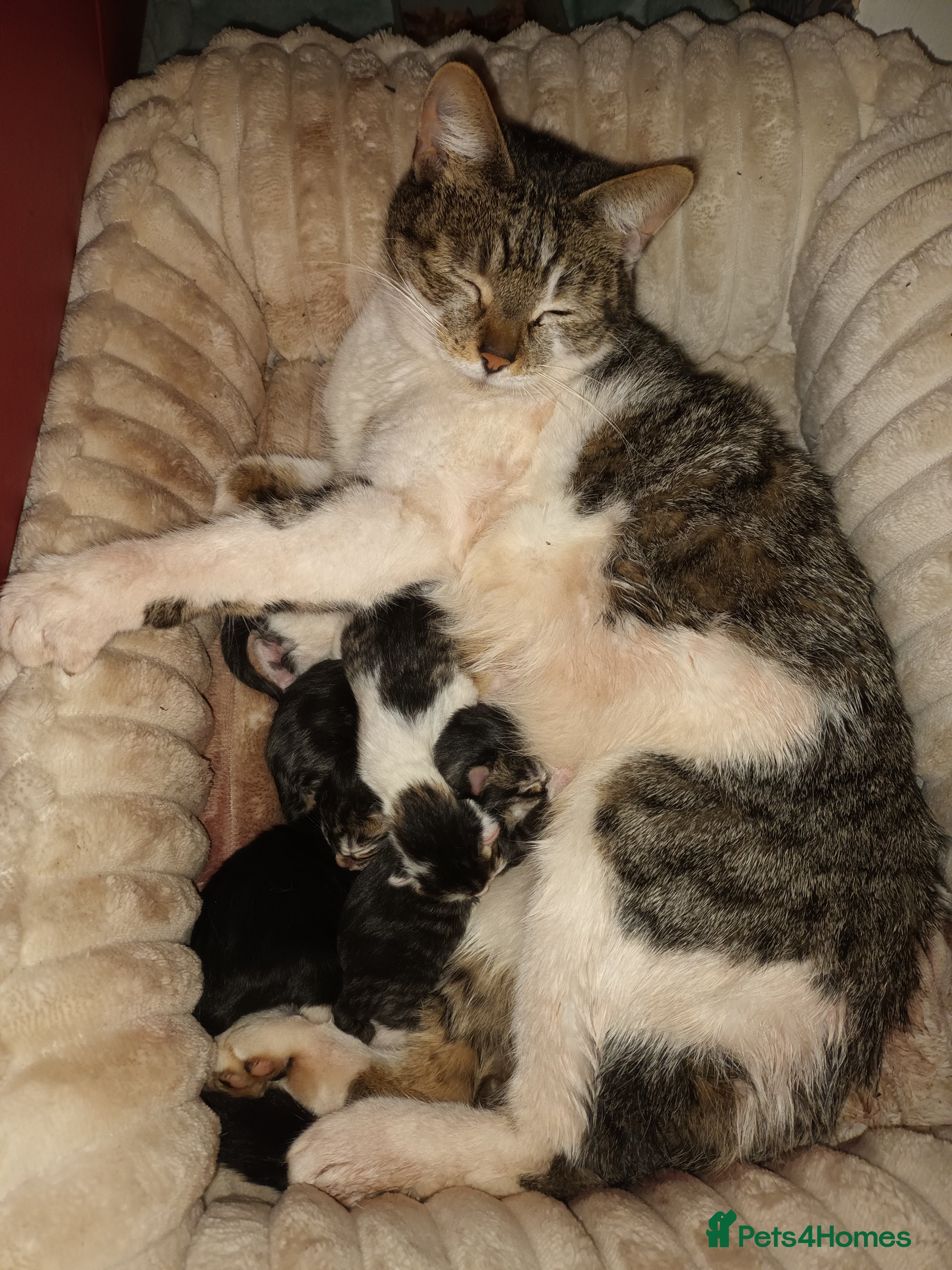 Mixed Breed cats 5 beautiful fluffy kittens  - Advert 2