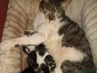 Mixed Breed cats 5 beautiful fluffy kittens - Advert 2