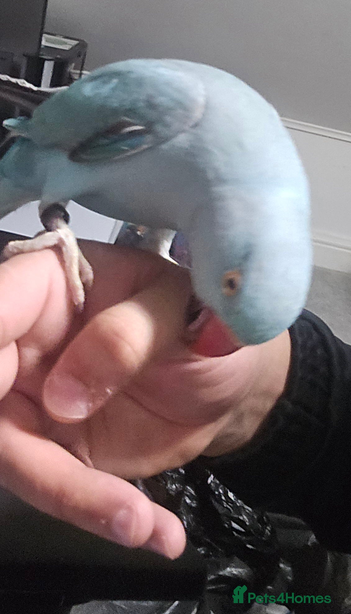 Ringnecks birds Blue male Ringneck for sale - Advert 13