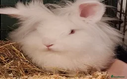 Lionhead rabbits for sale: Rabbit for adoption  - Image 5
