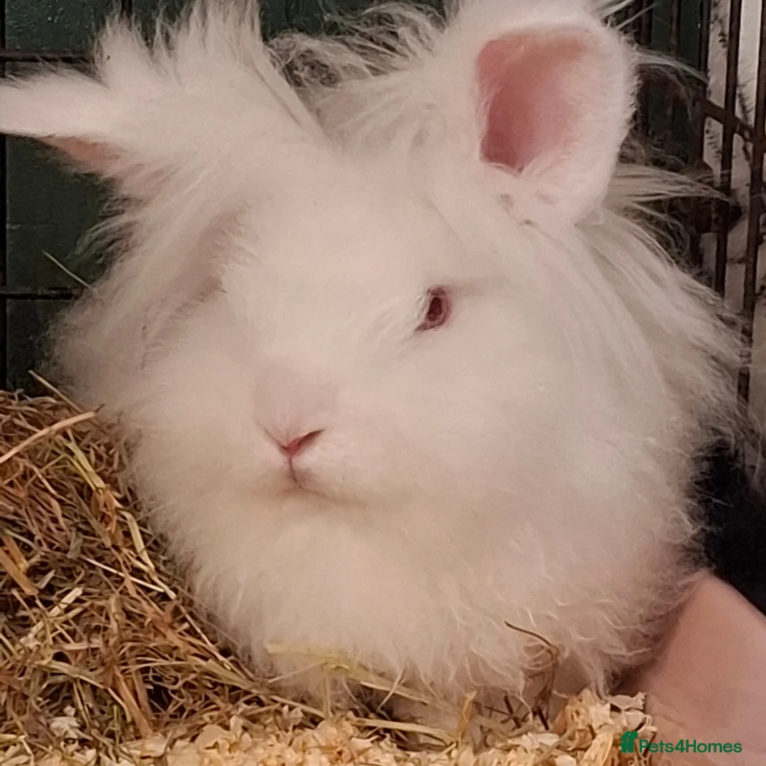 Lionhead rabbits for sale: Rabbit for adoption  - Image 5