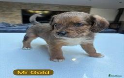 Mixed Breed dogs for sale: Outstanding Saint Bernadoodle Puppies  - Image 11