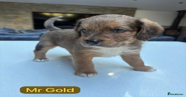 Mixed Breed dogs - Advert 5
