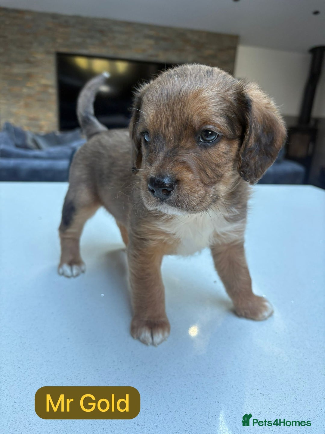 Mixed Breed dogs for sale: Outstanding Saint Bernadoodle Puppies  - Image 11
