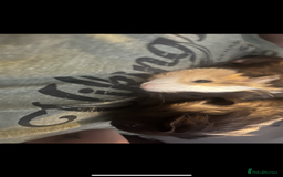 Guinea Pig rodents for sale: guinea pigs for sale  - Image 1