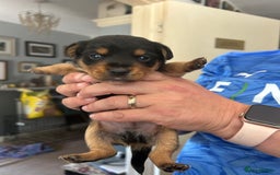 Mixed Breed dogs for sale: Gorgeous dachshund cross male puppy - Image 1