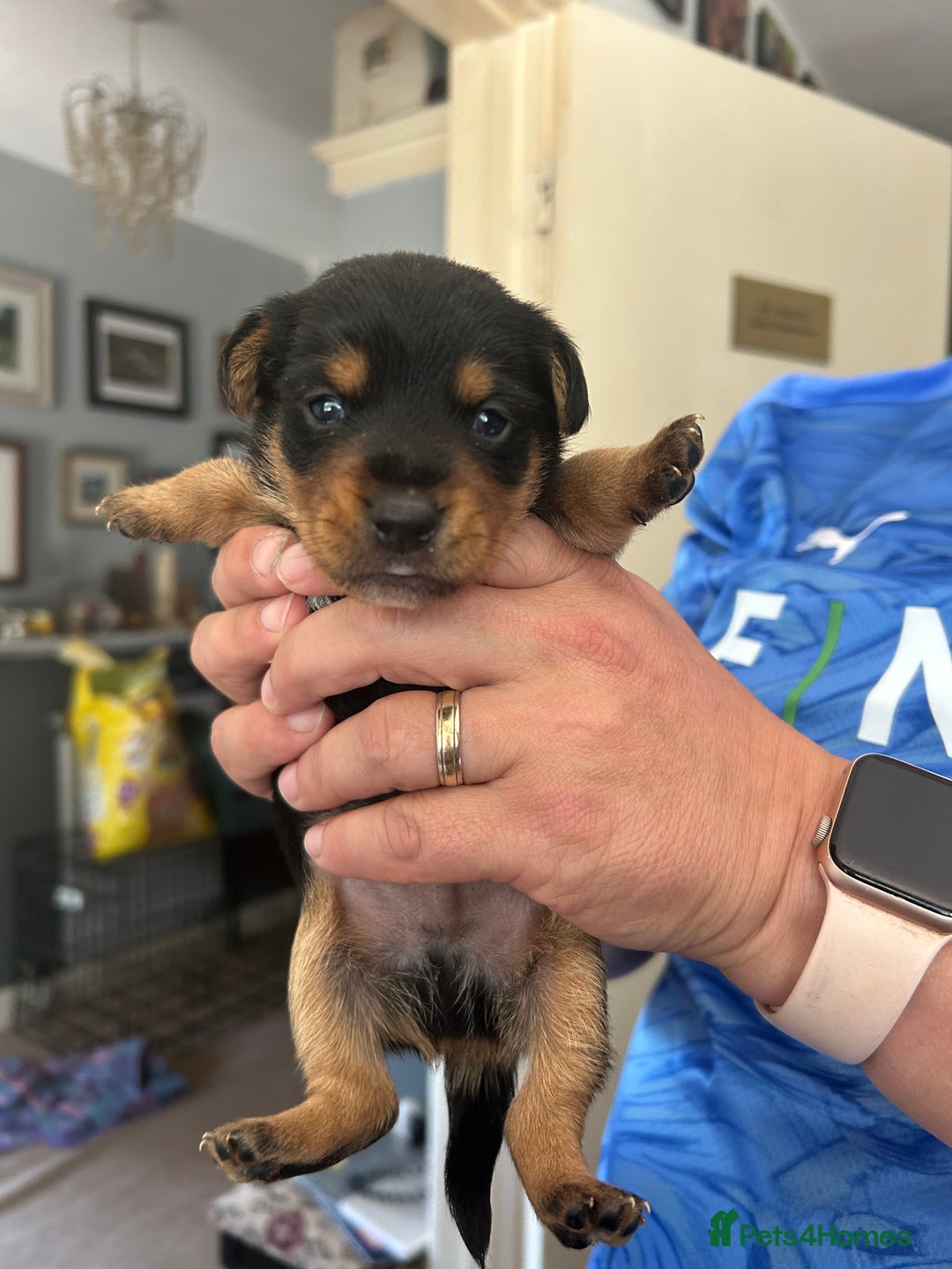 Mixed Breed dogs for sale: Gorgeous dachshund cross male puppy - Image 1