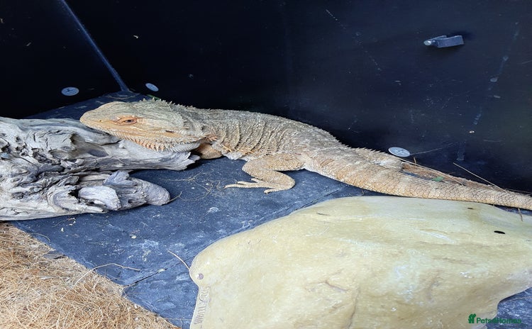 Bearded Dragon reptiles - Advert 1