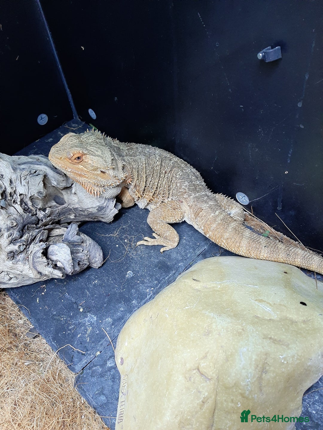 Bearded Dragon reptiles for sale: Bearded dragon for sale - Image 1