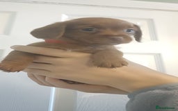 Mixed Breed dogs for sale: Beautiful schweenie babies - Image 11