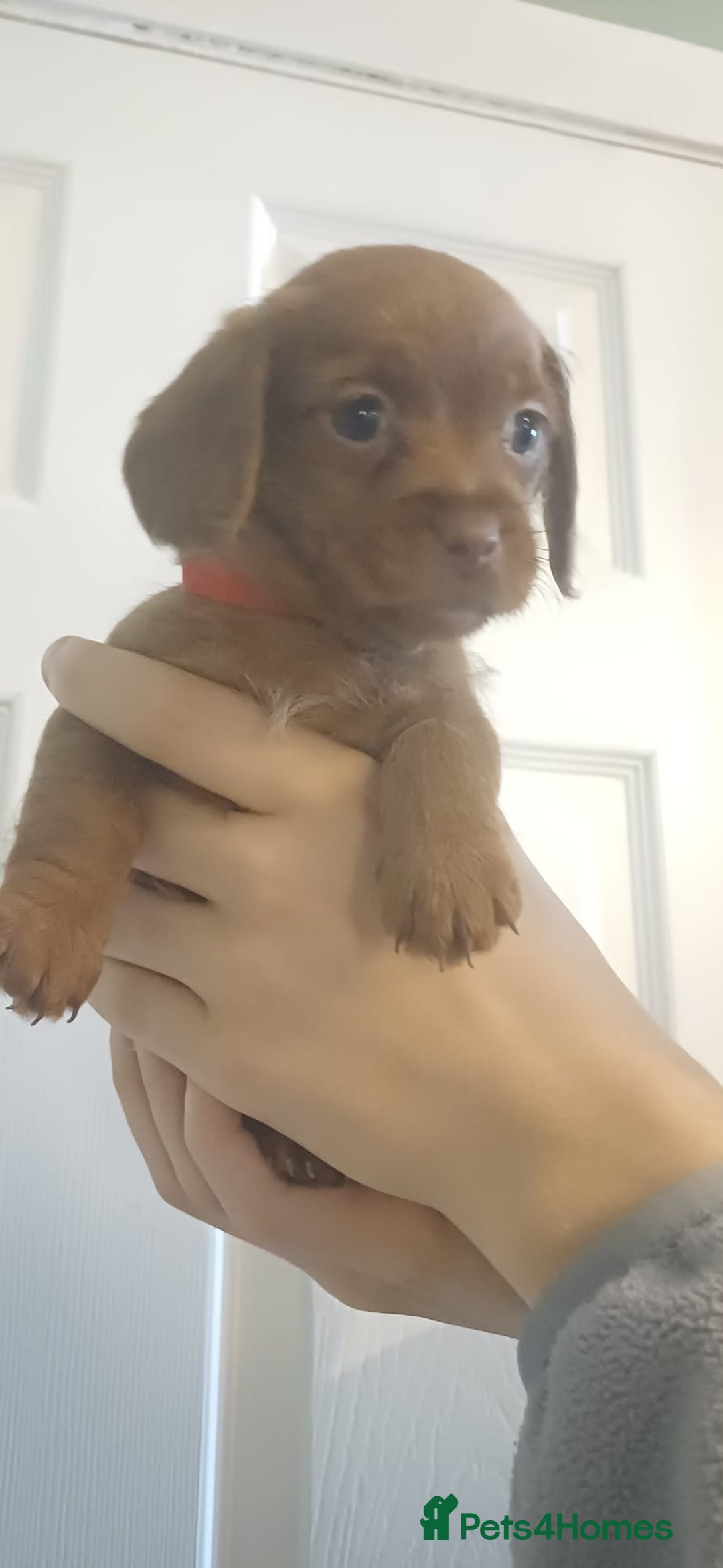 Mixed Breed dogs for sale: Beautiful schweenie babies - Image 11