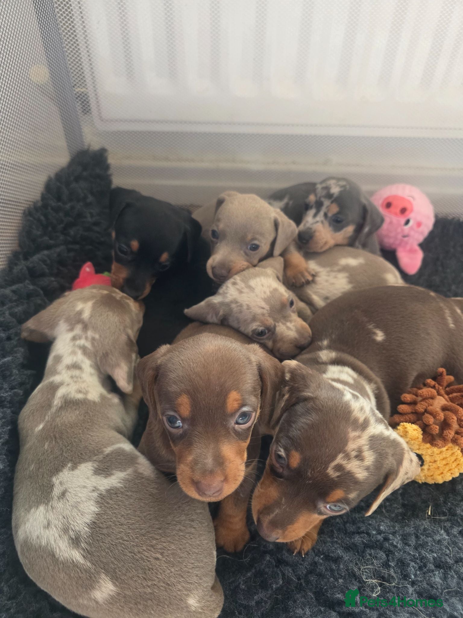 Miniature Dachshund dogs Beautiful mini dachshunds for sale - Advert 19
