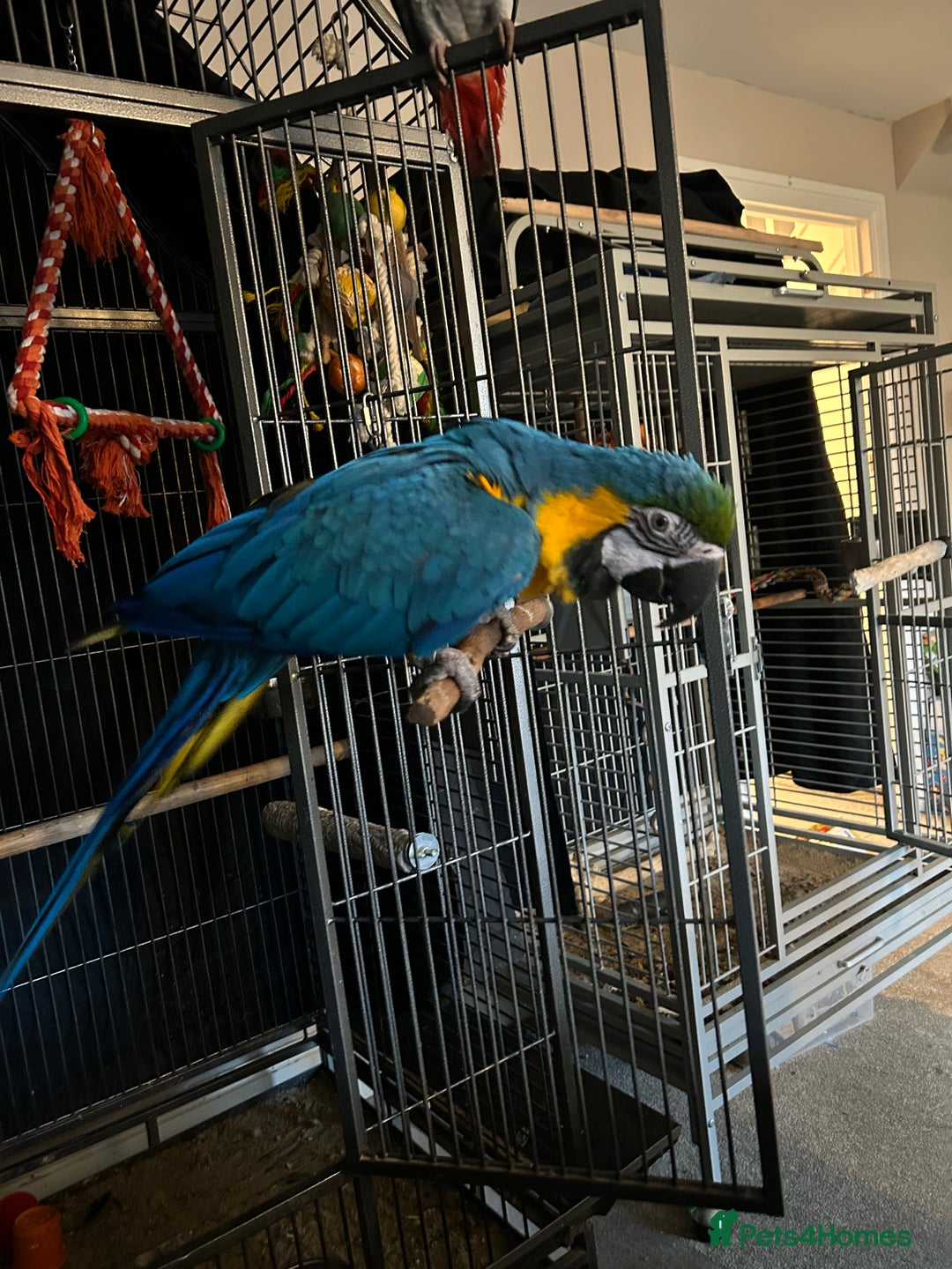 Macaws birds for sale: Macaw - Advert 3