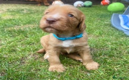 Cocker Spaniel dogs for stud: Cocker spaniel for stud - Image 12