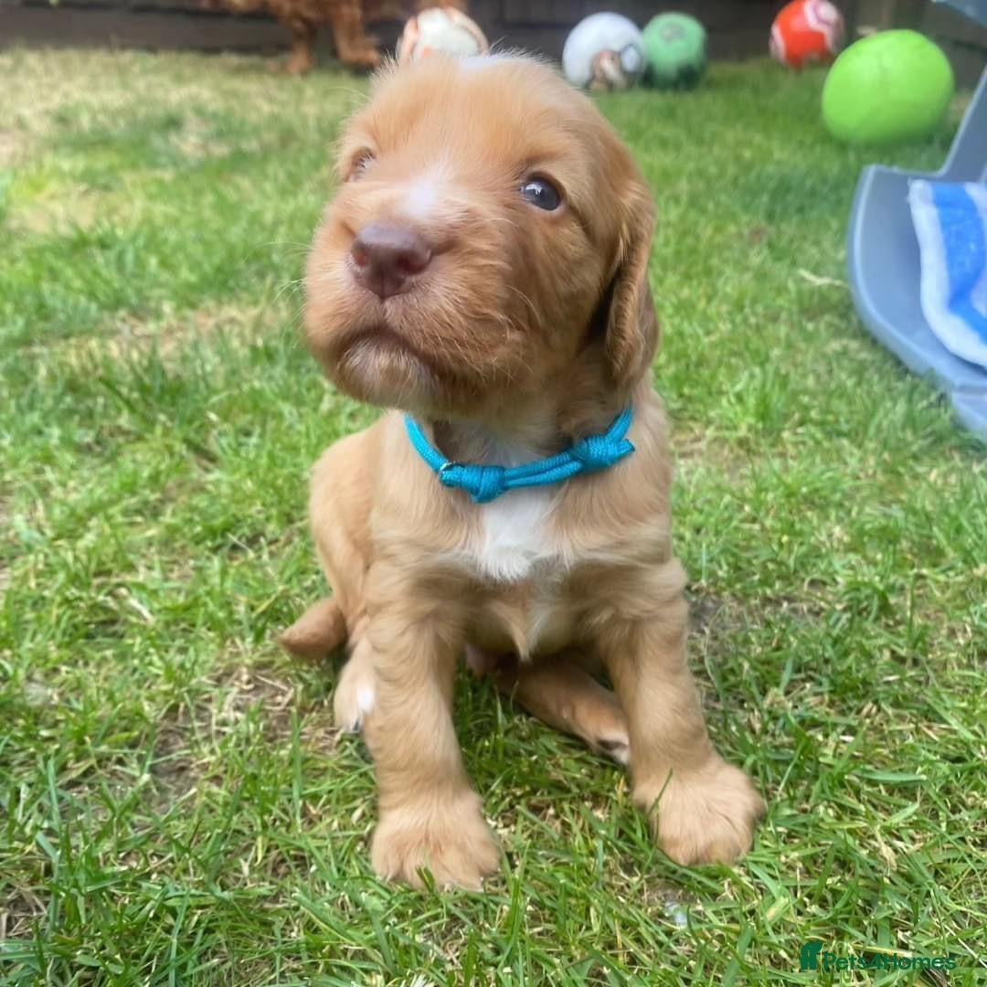 Cocker Spaniel dogs for stud: Cocker spaniel for stud - Image 12