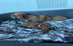 Miniature Dachshund dogs for sale: Miniature Dachshund puppies - Image 10