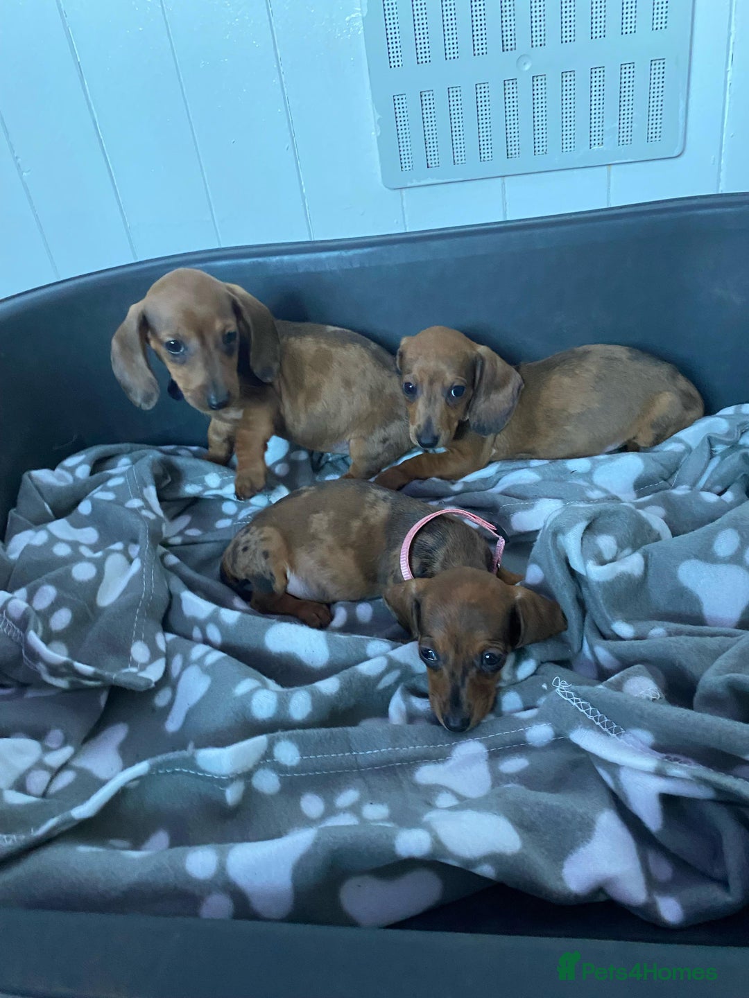 Miniature Dachshund dogs for sale: Miniature Dachshund puppies - Image 10