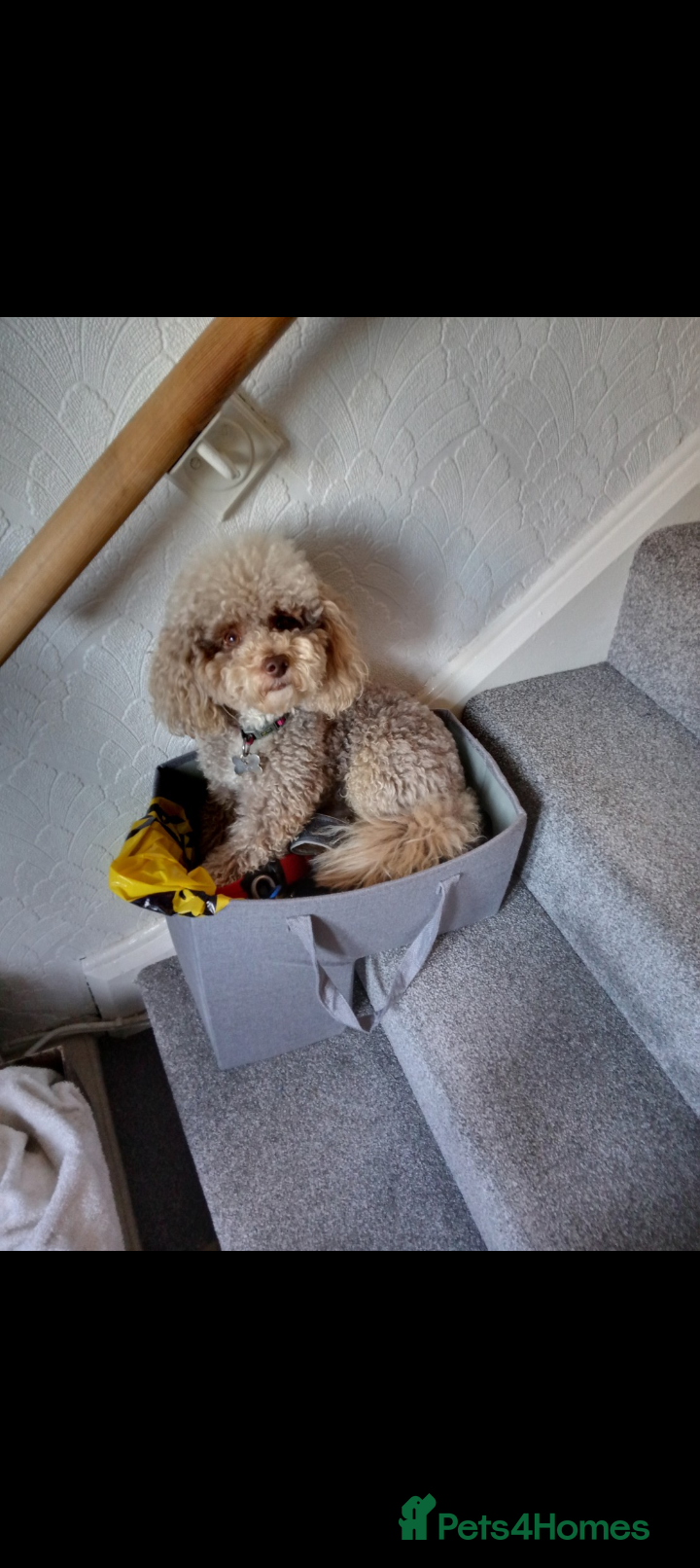 Poochon dogs ❤️ Poochon pups ❤️ - Advert 2