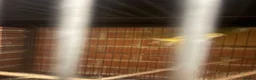 Parakeets birds for sale: Pair of adult monks parakeets in Leeds - Advert 6