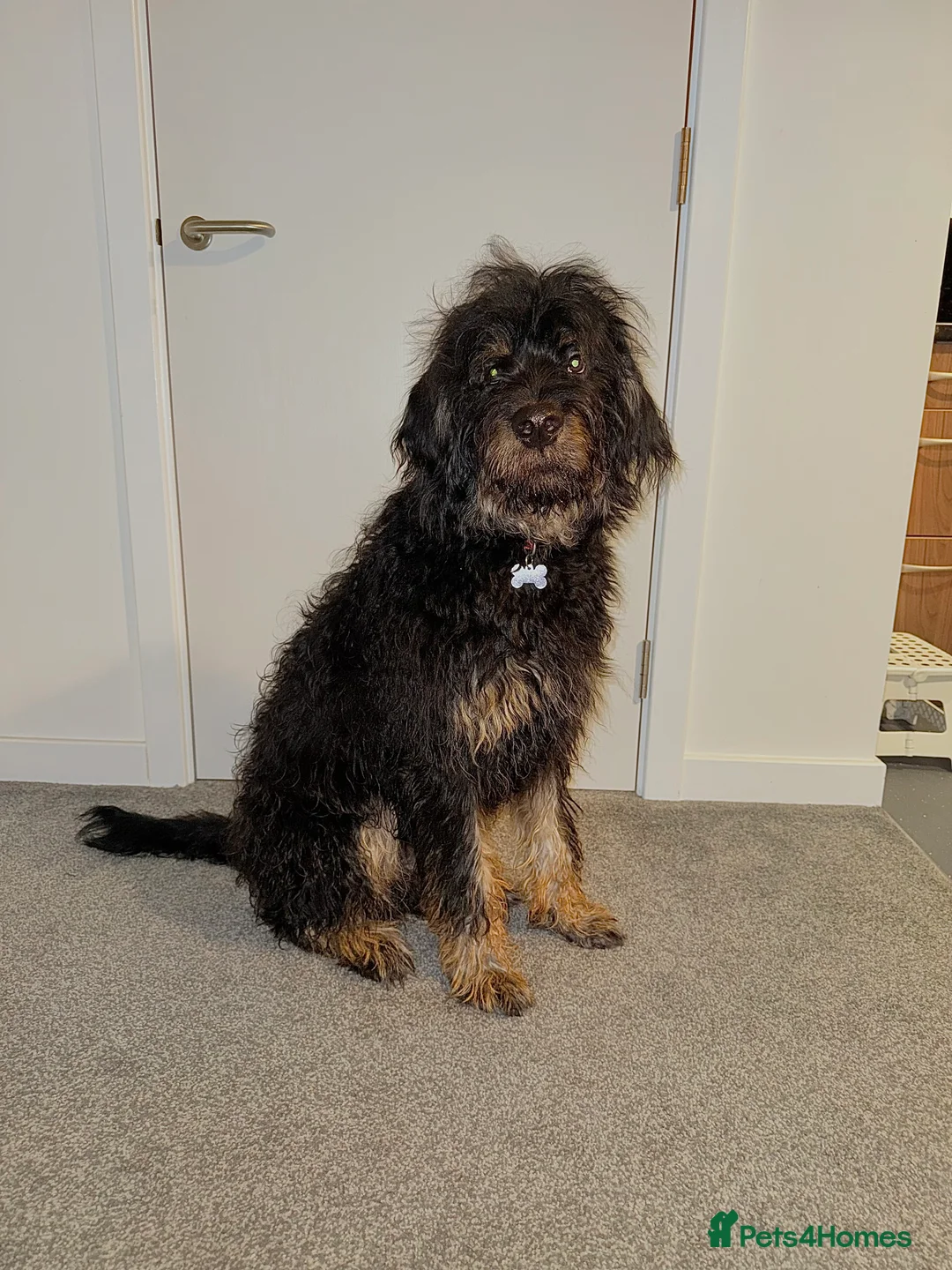 Mixed Breed dogs for sale: Male roodle   - Advert 2