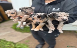 Mixed Breed dogs for sale: BorderBullies - Image 6