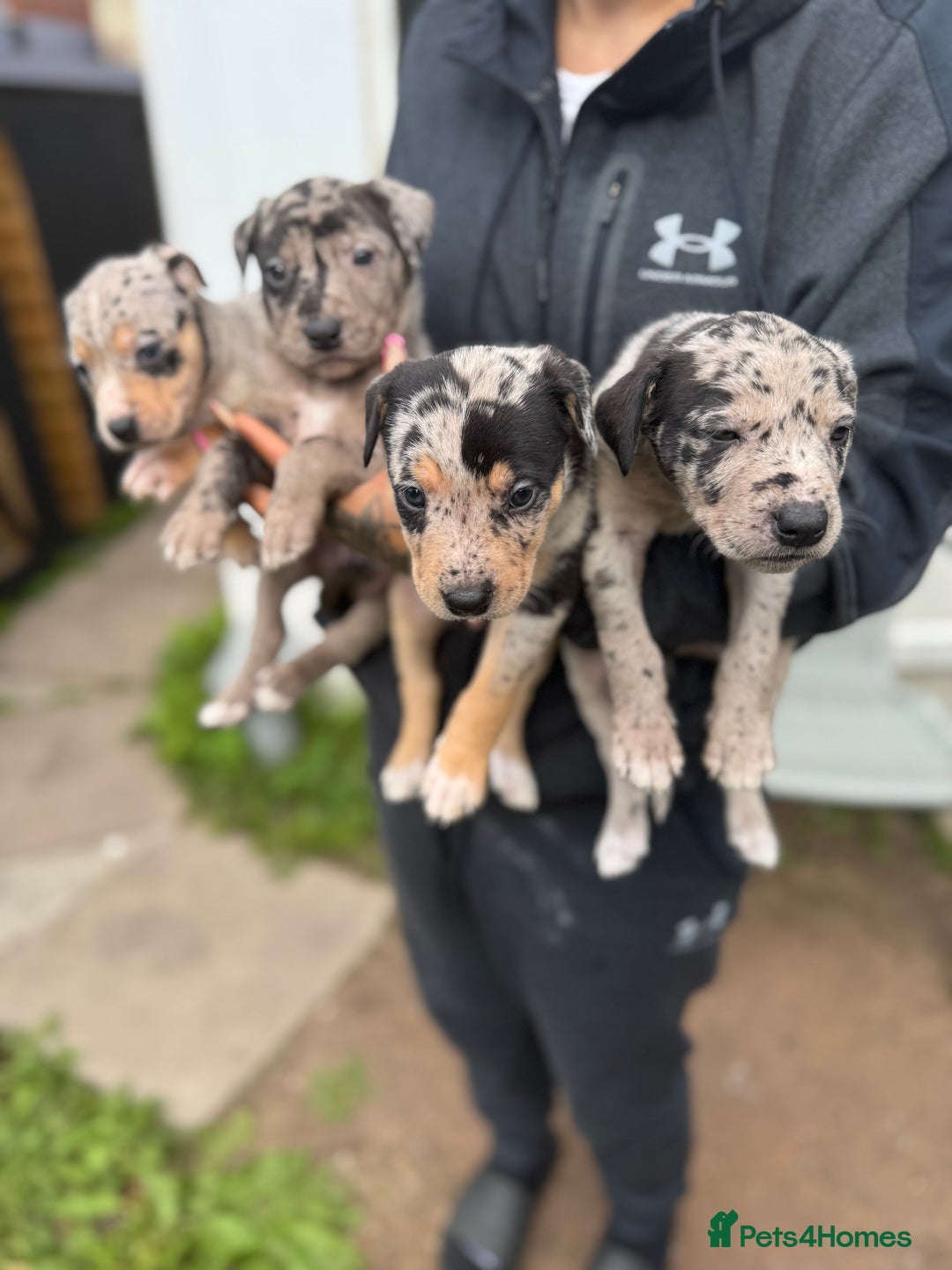 Mixed Breed dogs for sale: BorderBullies - Image 6