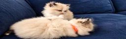 Ragdoll cats for sale: 2 beautiful Ragdoll kittens in High Wycombe - Advert 9